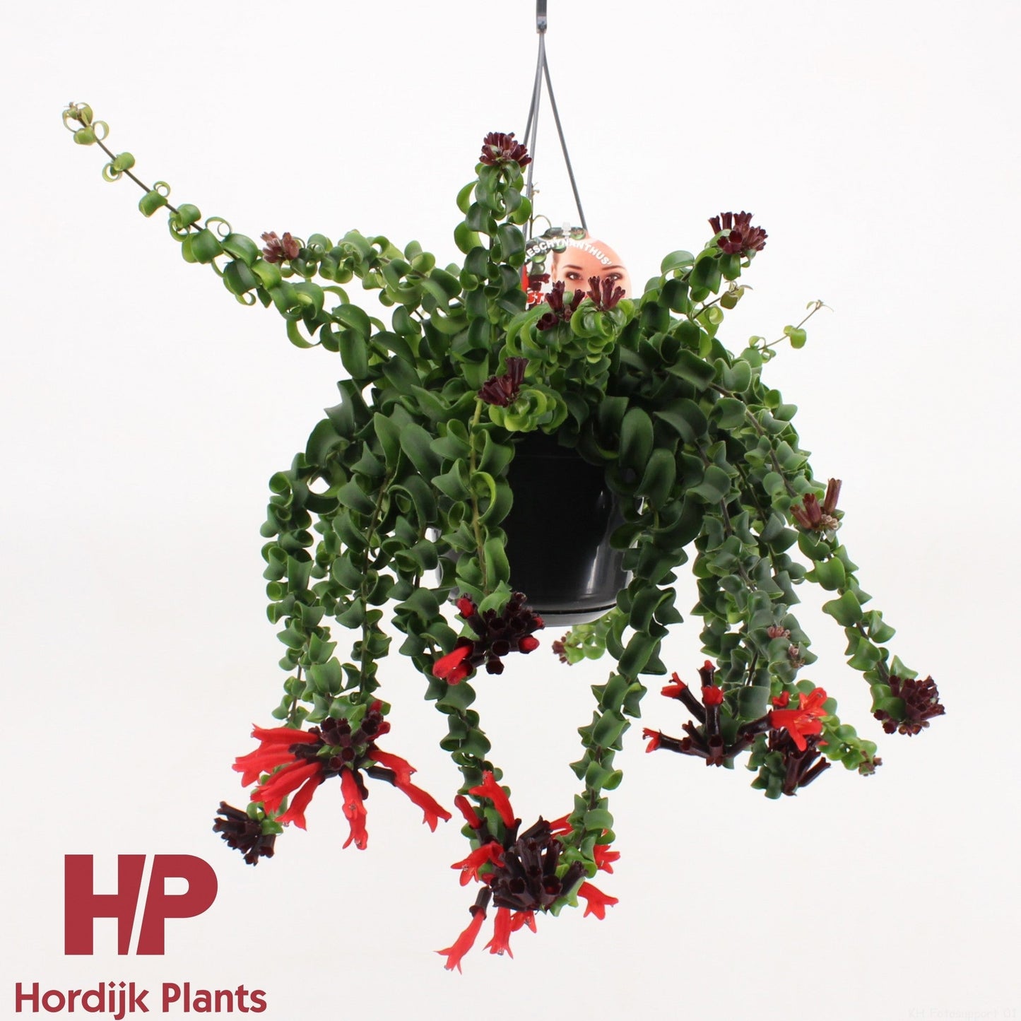 Aeschynanthus Bluster