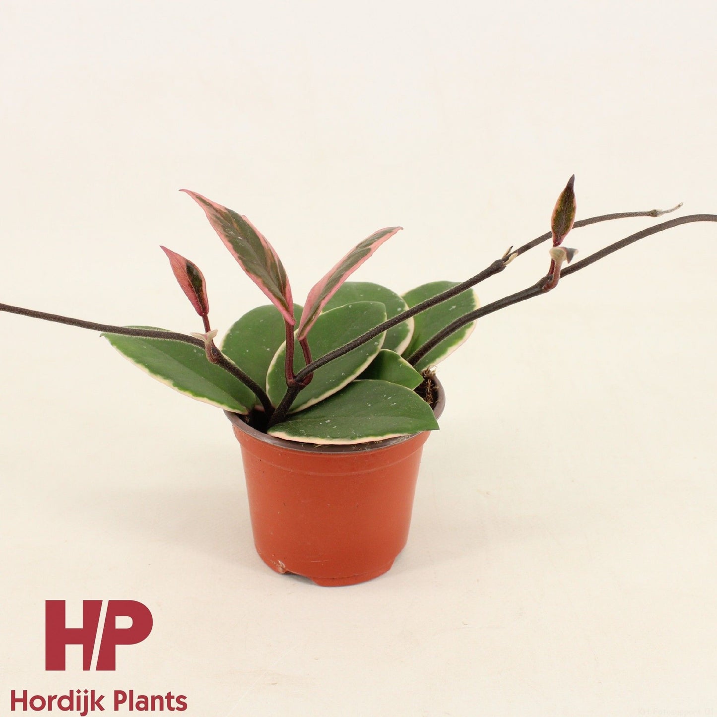 Hoya Carnosa Flamingo Dream