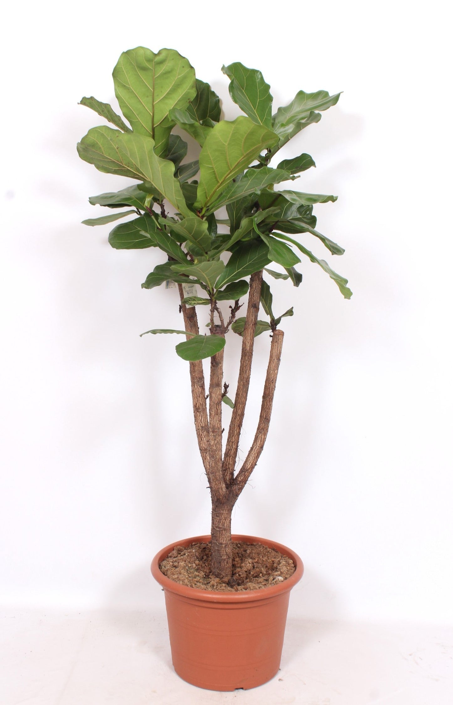 Ficus Lyrata Vertakt
