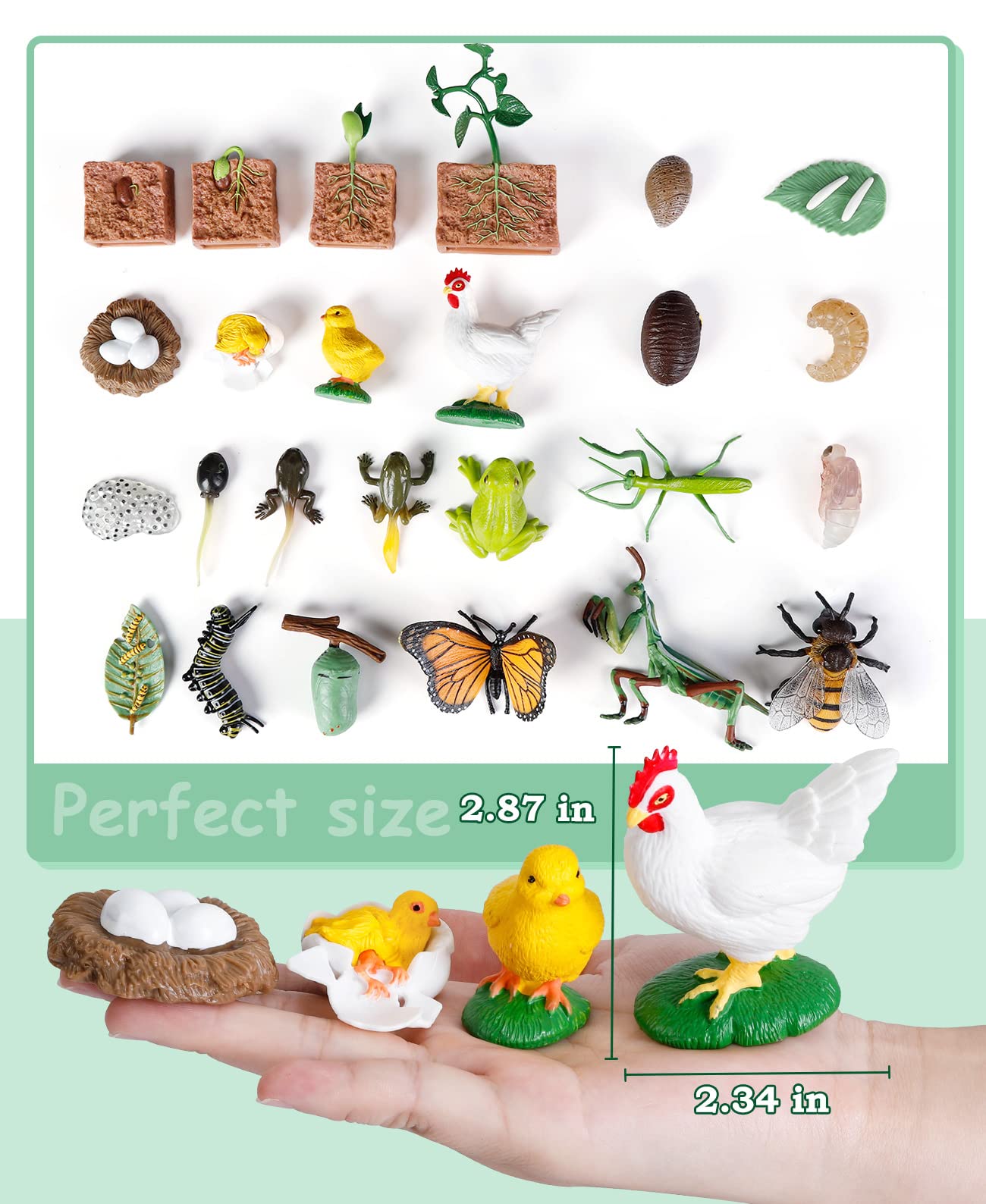 Bambilo Life Cycle Learning Toys – 25-Piece Animal & Plant Education Kit