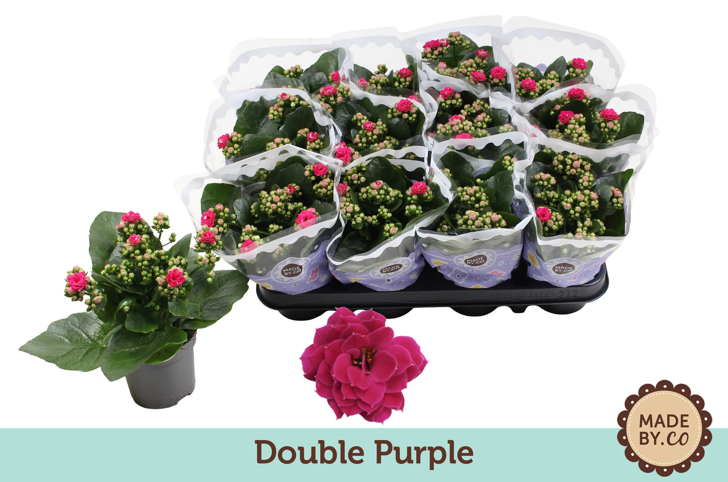 Kalanchoe Gev Paars