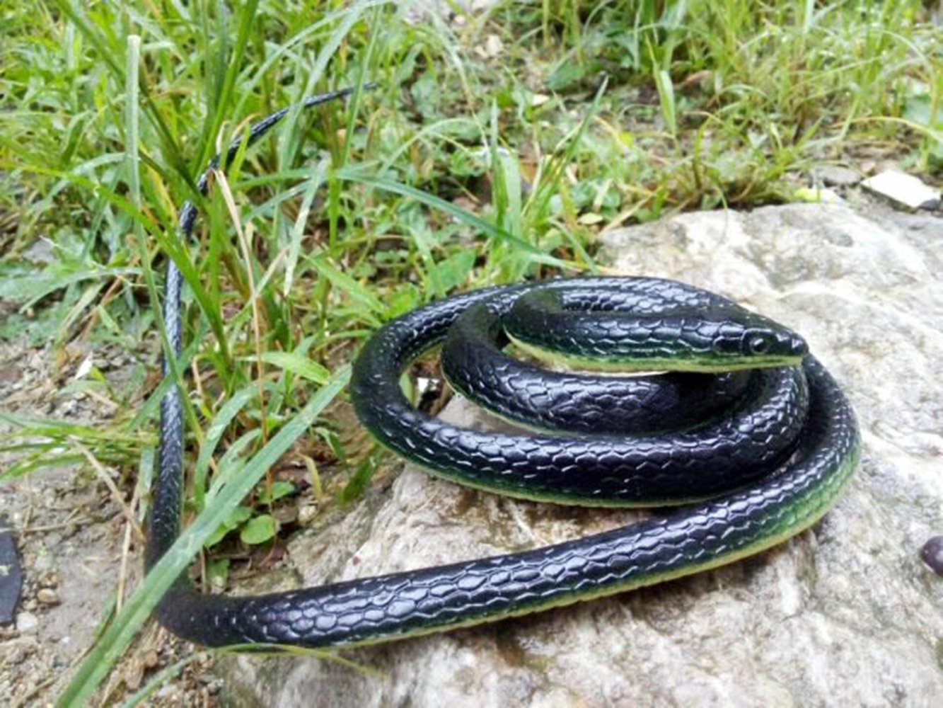 Brandon-super Realistic Rubber Snake 52in – Garden Scare Toy