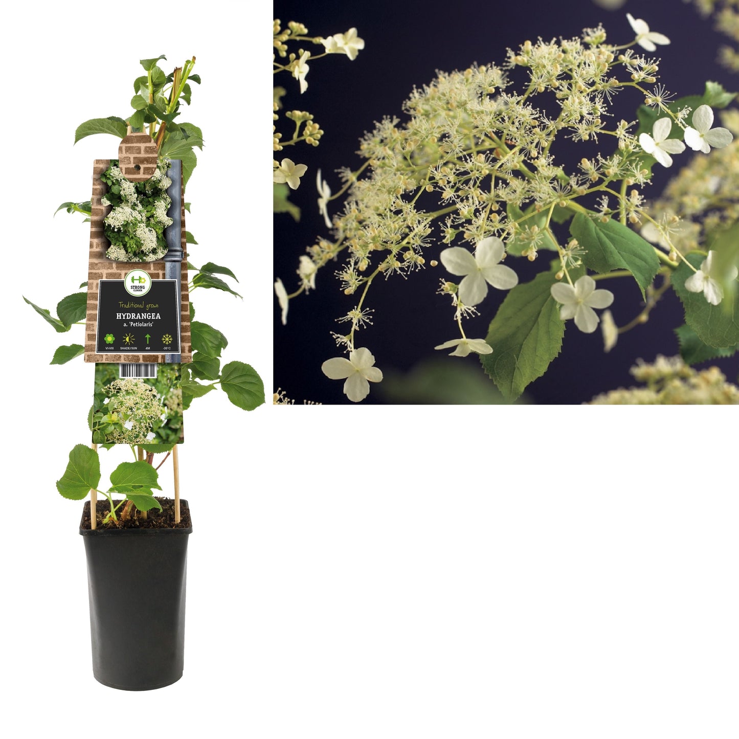 Hydrangea Petiolaris