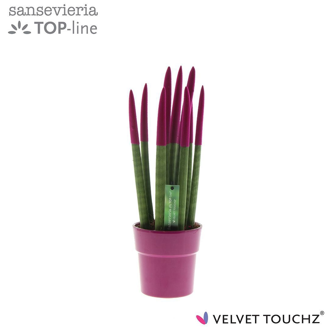 Sans Cyl Velvet Touchz Fuchsia Keramiek