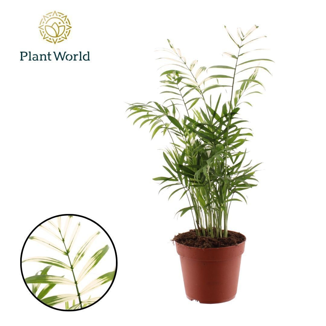 Chamaedorea Elegans Variegata
