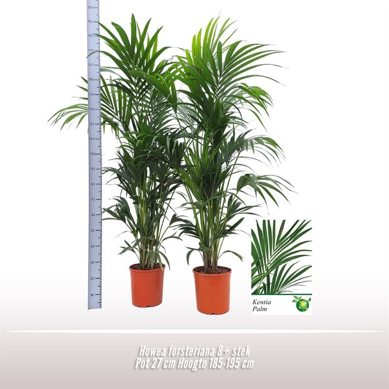 Howea Forsteriana 8pp