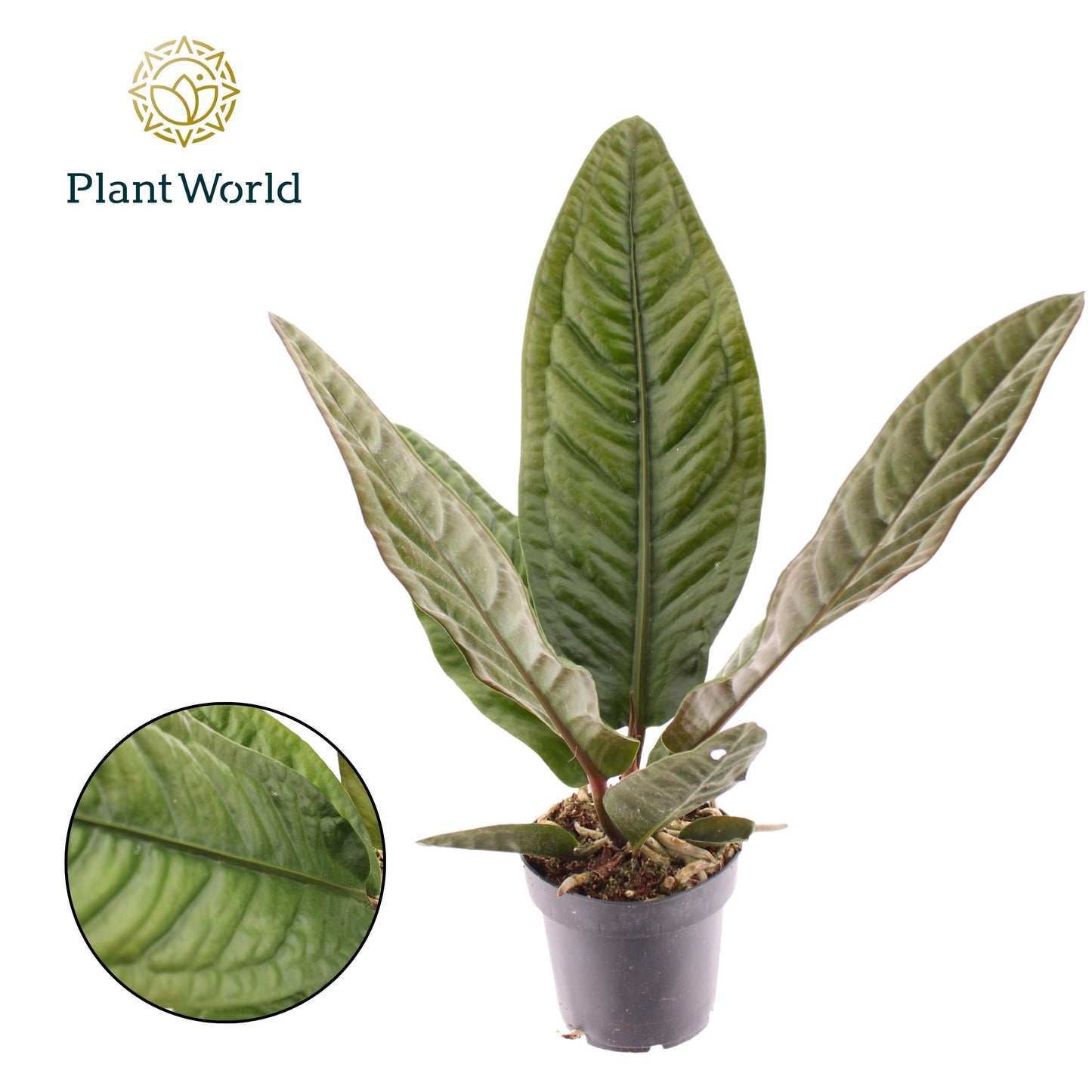 Anthurium Superbum