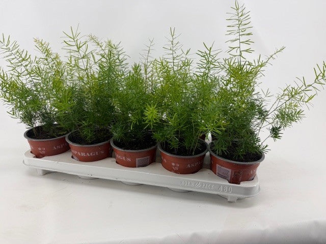 Asparagus Sprengeri