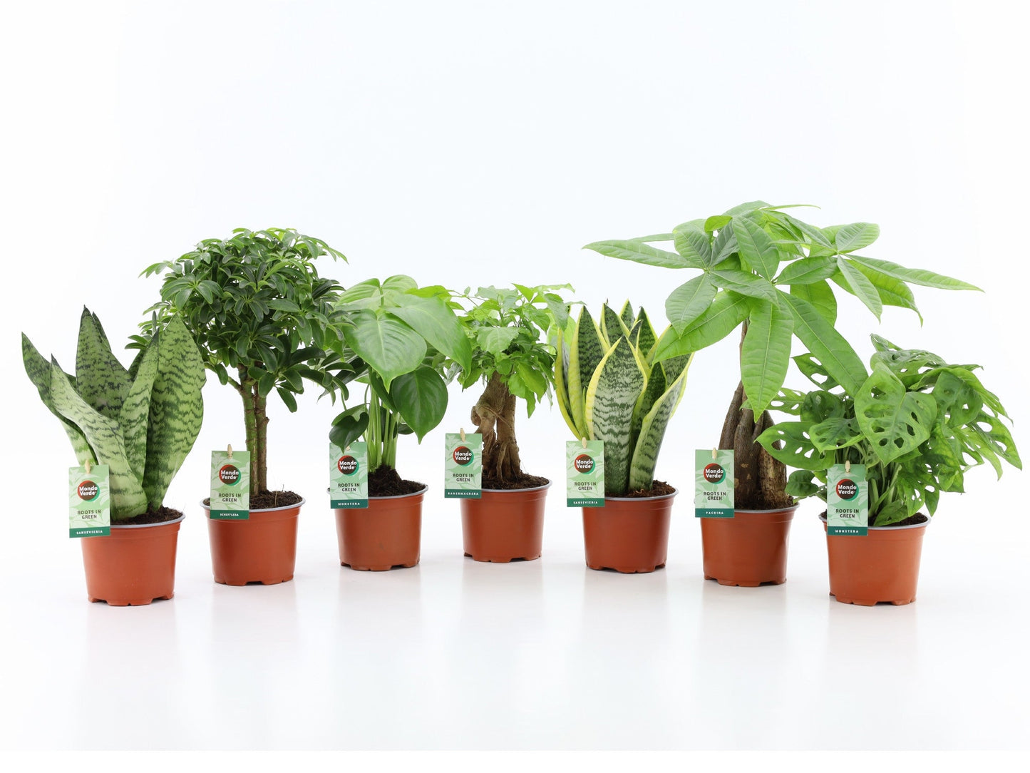 Ov Kamerplanten Gemengd Easy To Care