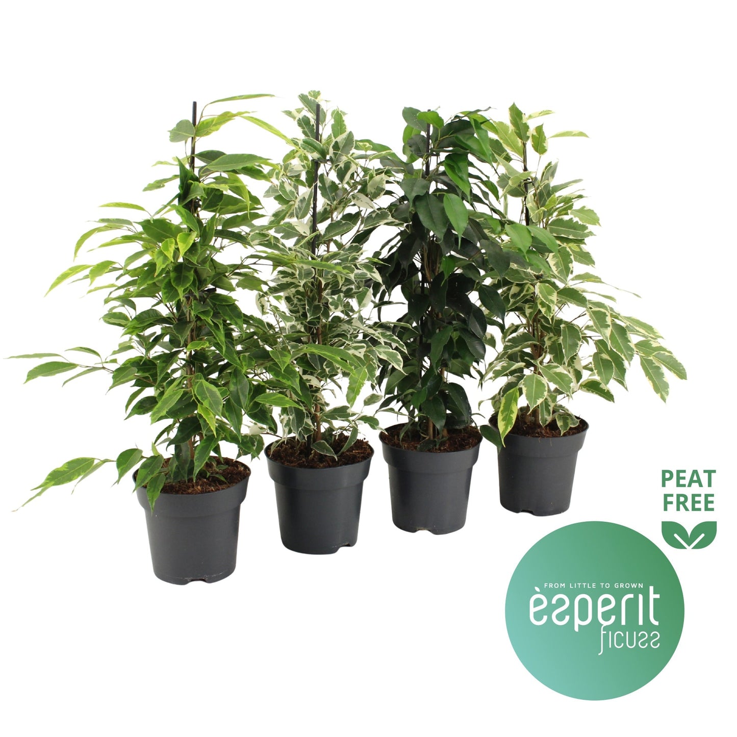 Ficus Be Gemengd Royal