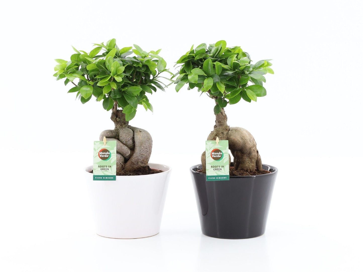 Ficus Mi Ginseng Keramiek Zwart-Wit