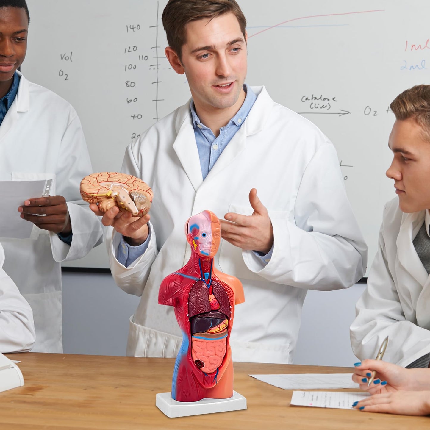 Ceonam 11-Inch Anatomy Model with 15 Detachable Parts – Educational Torso