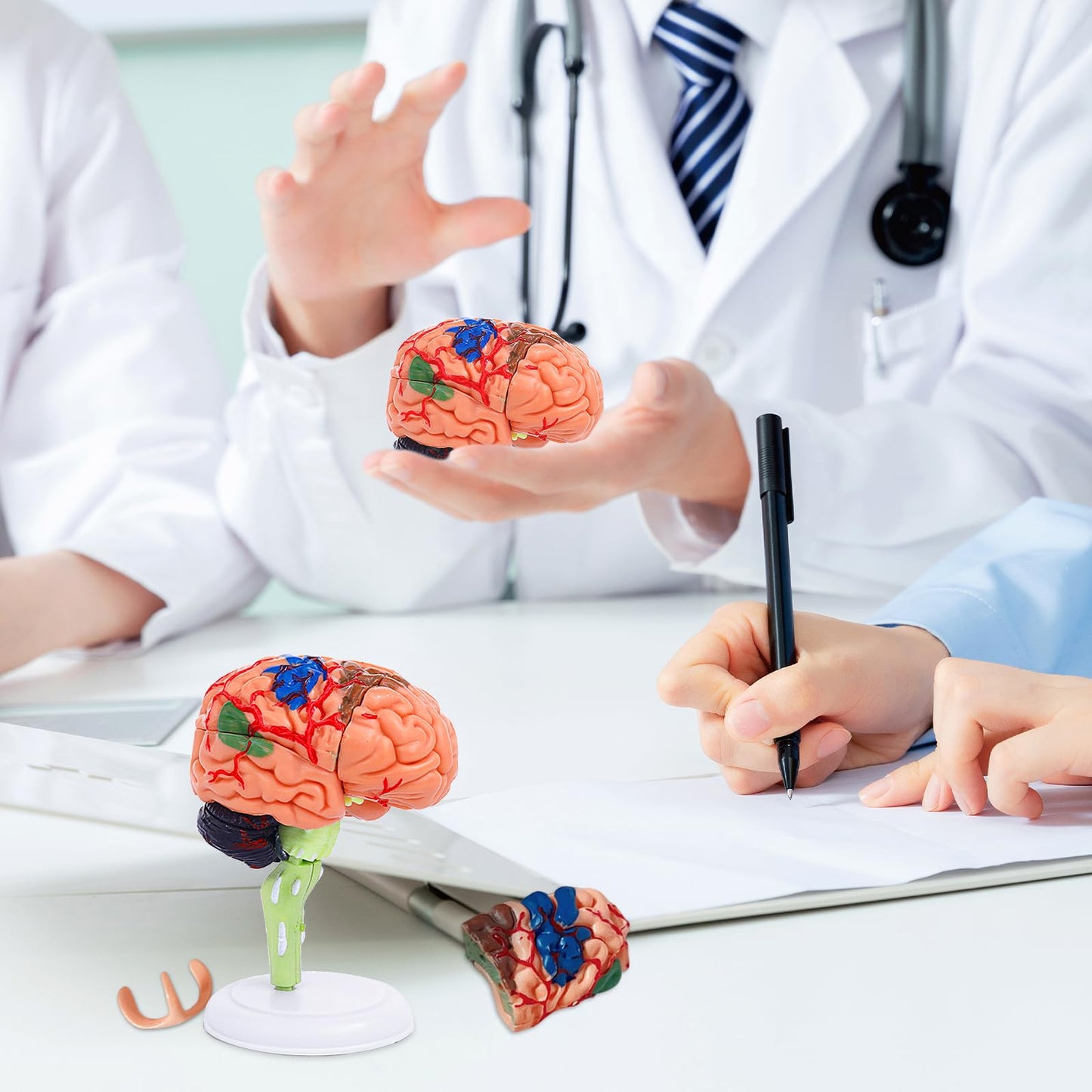 Ceonam 32-Piece DIY Small Brain Model with Stand – Anatomy Study Kit