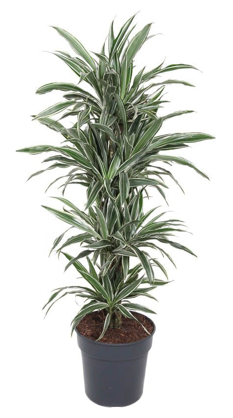 Dra Fr White Stripe Vertakt