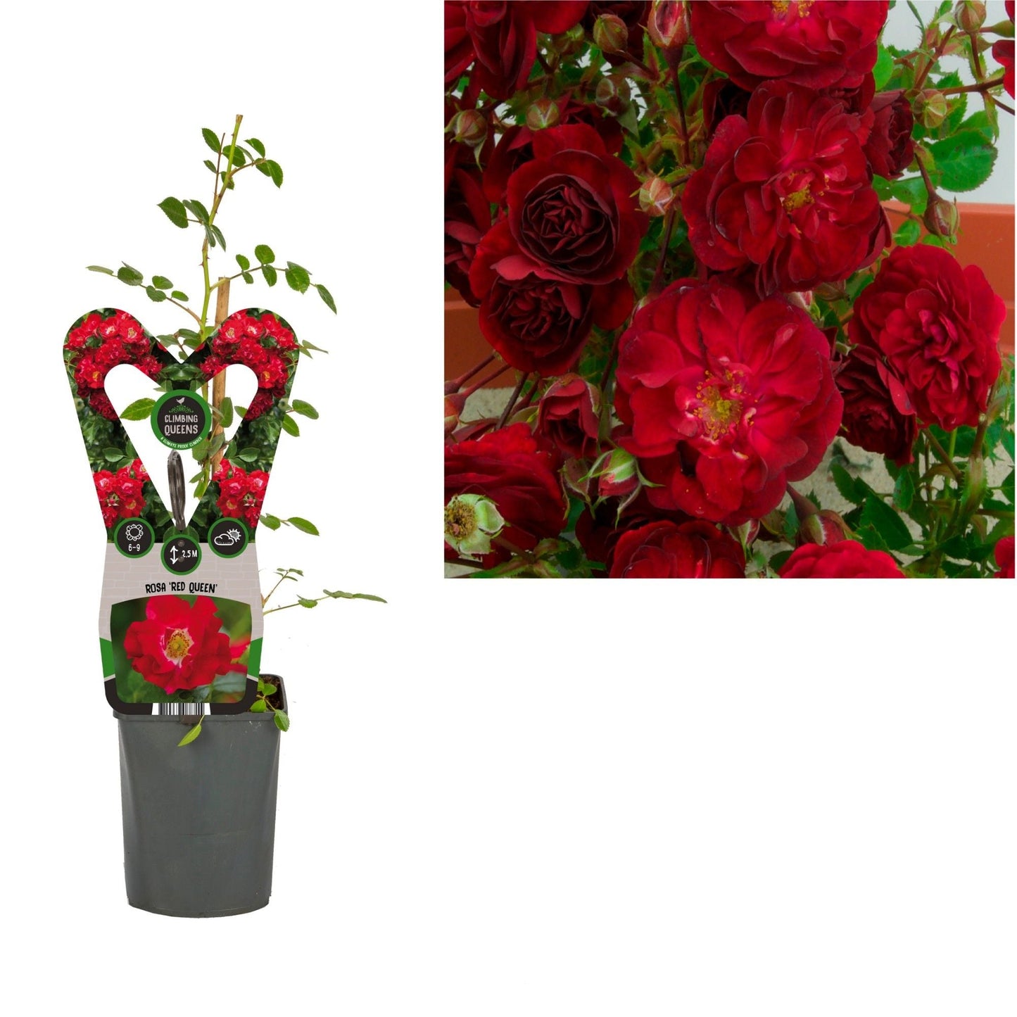 Rosa Red Queen