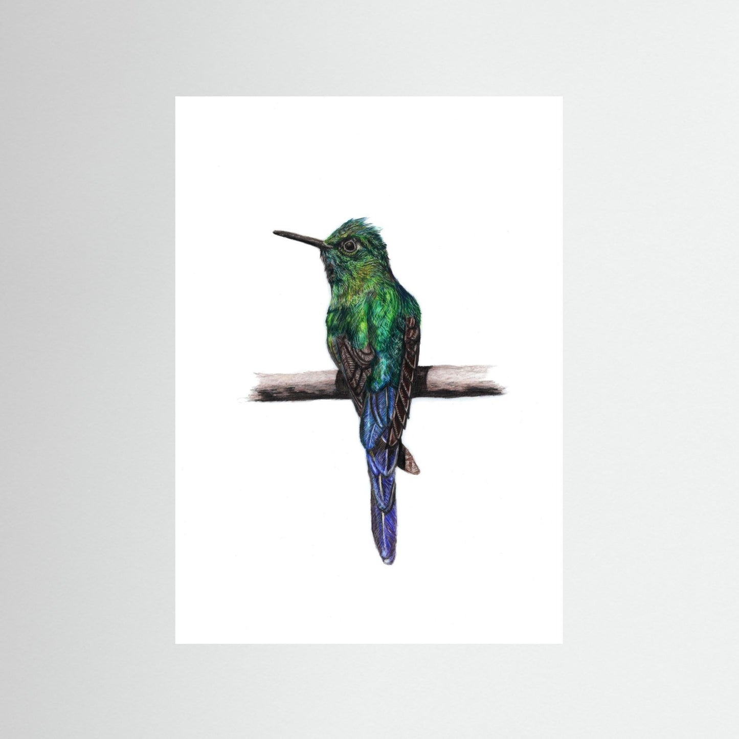Hummingbird Wall Art Print – Fine Art Wildlife Illustration