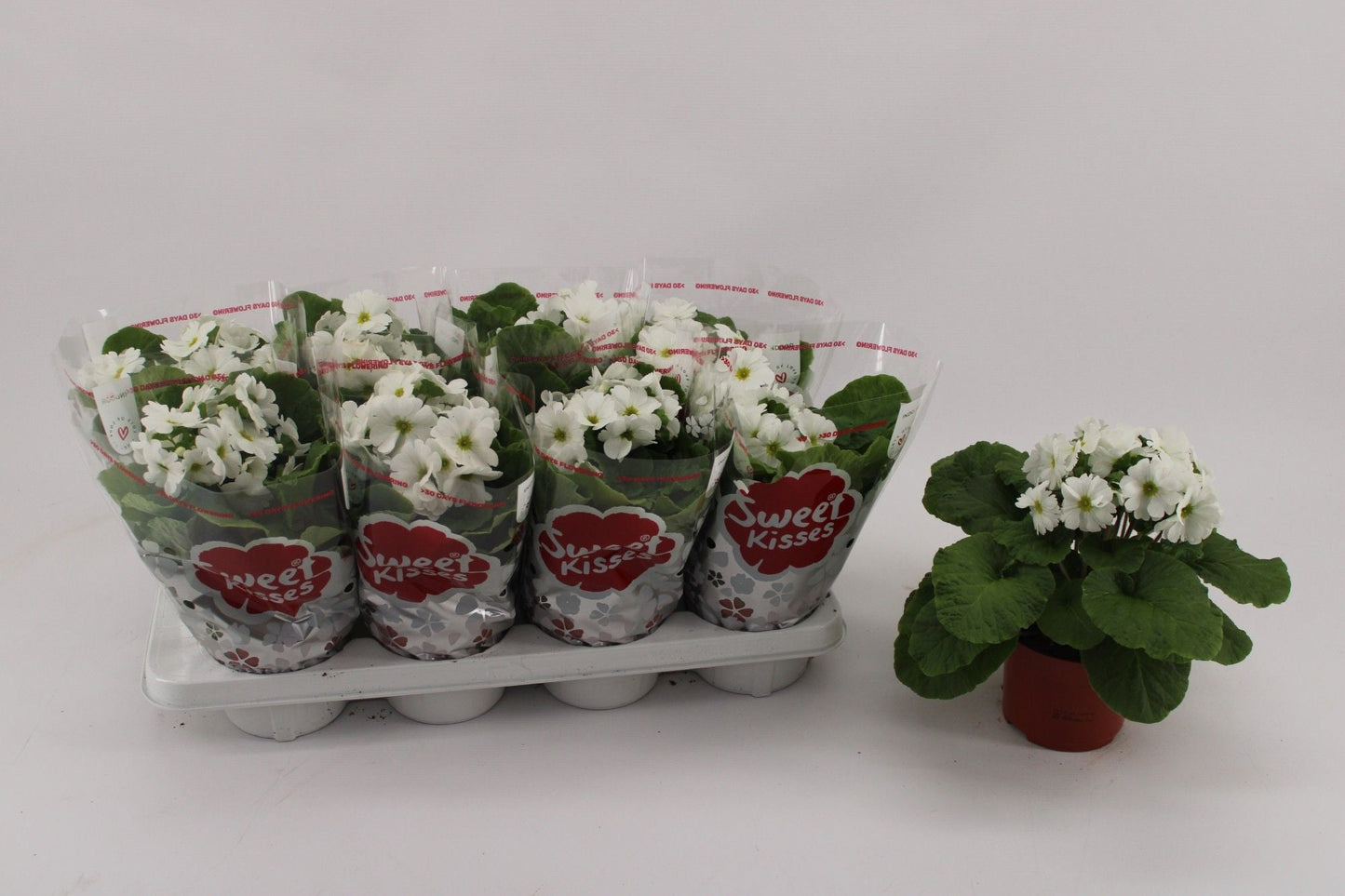 Primula Ob White