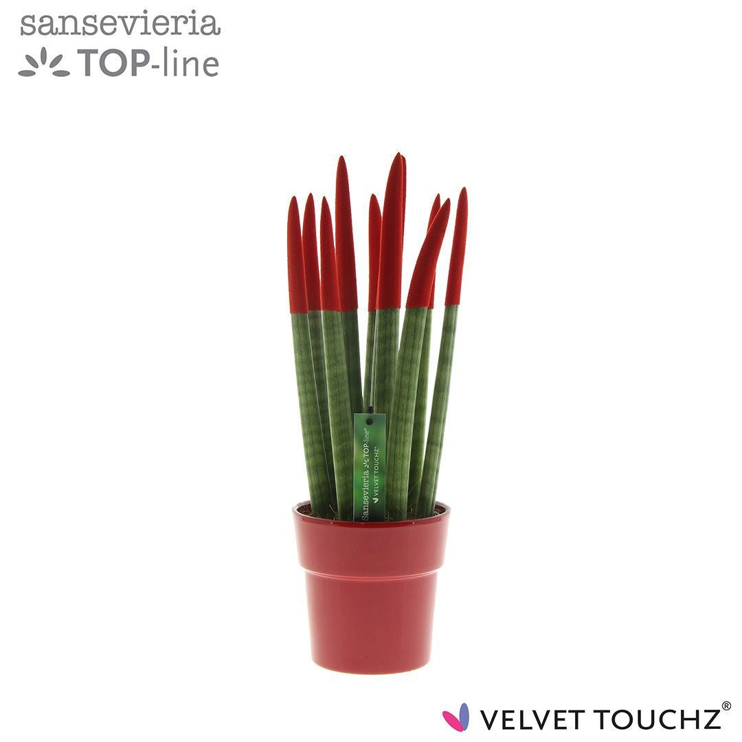 Sans Cyl Velvet Touchz Rood Keramiek
