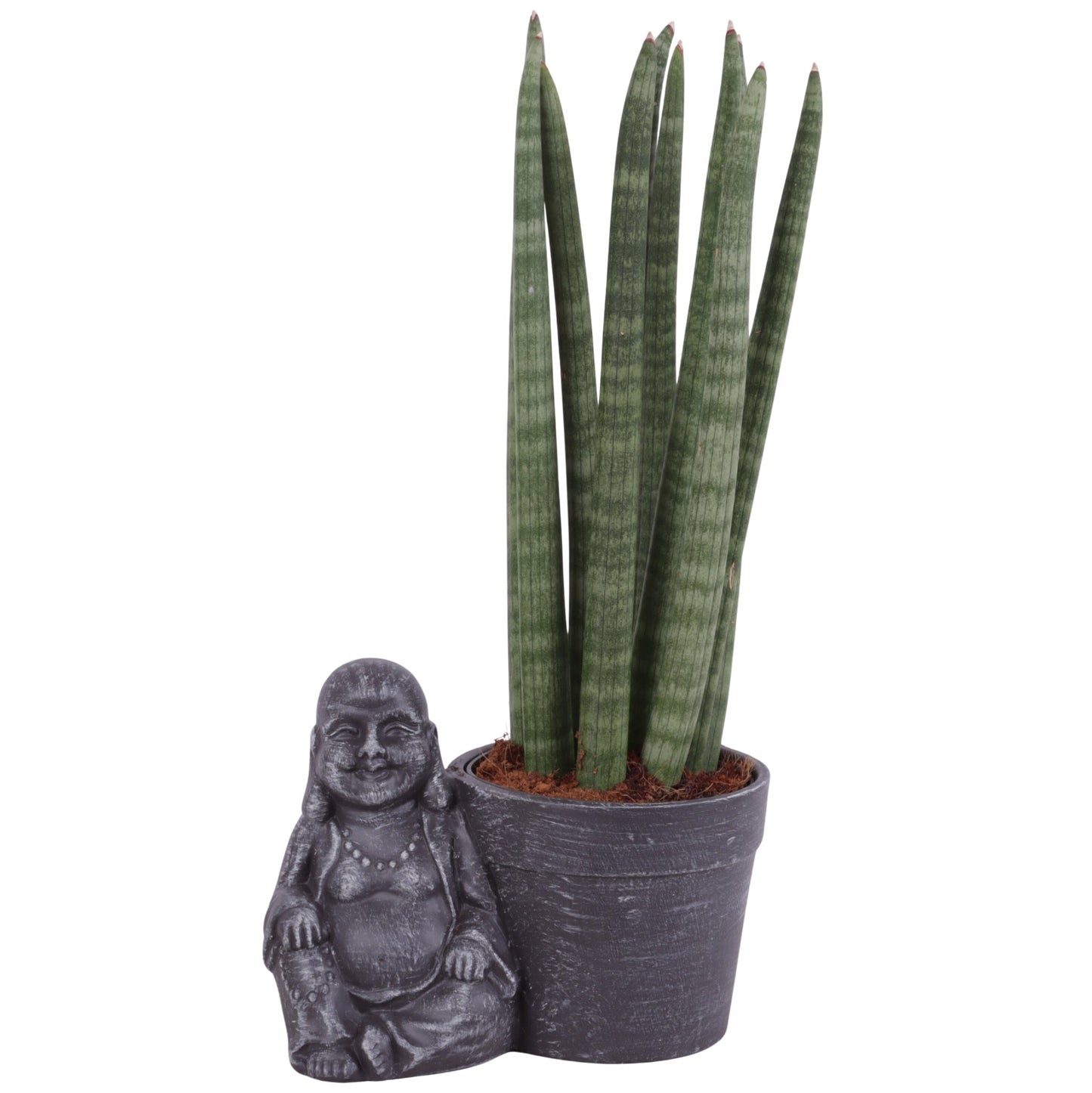 Sans Cyl Straight Keramiek Buddha