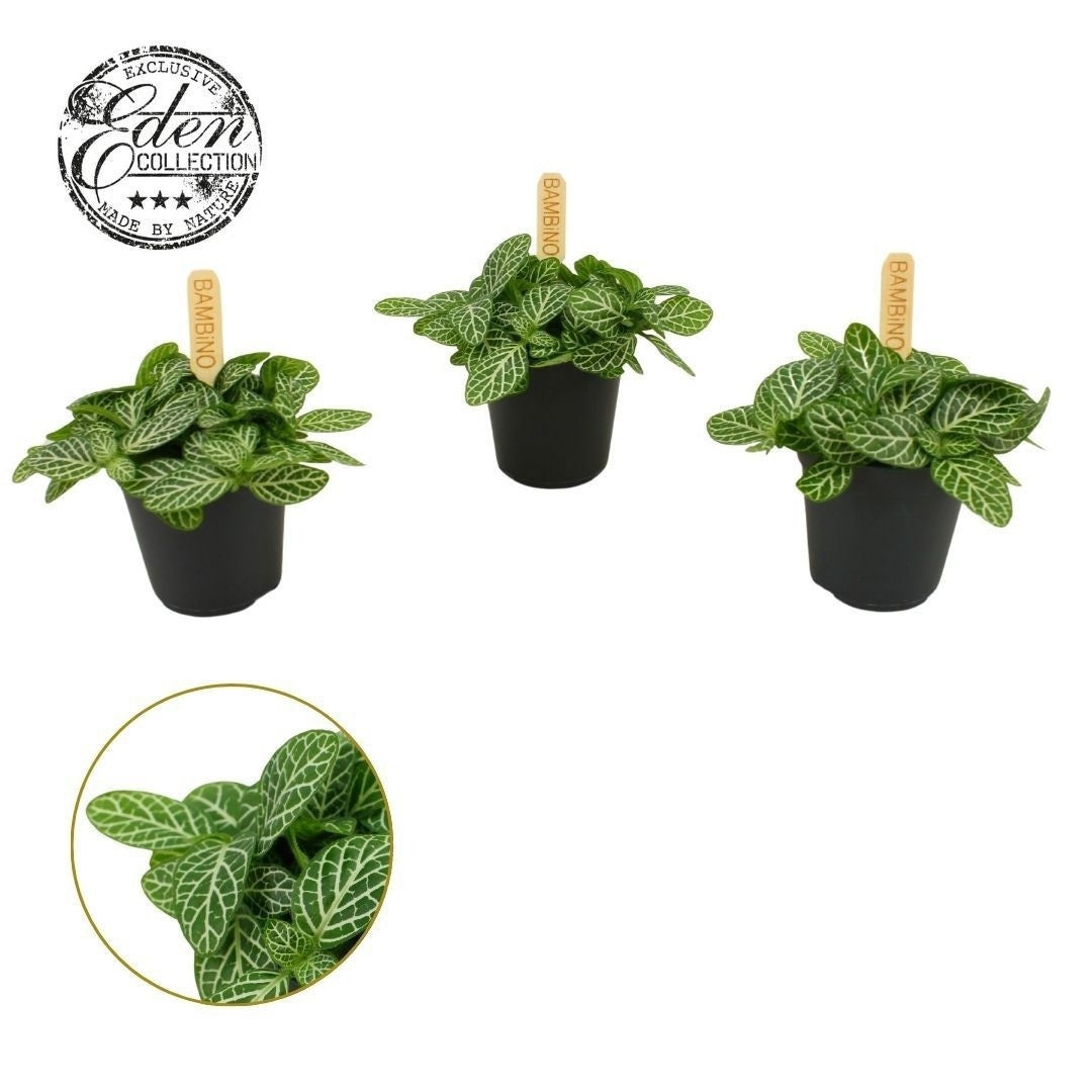Fittonia Verschaffeltii