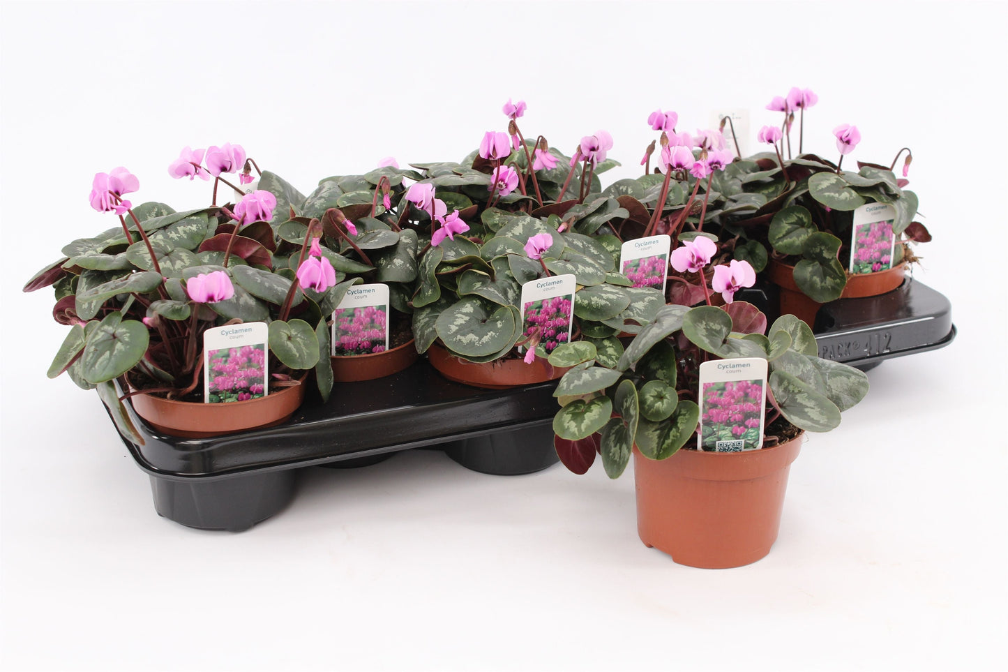 Cyclaam Coum Pink