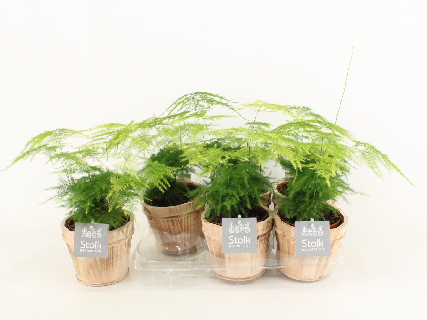Asparagus Set Plumosus Wood