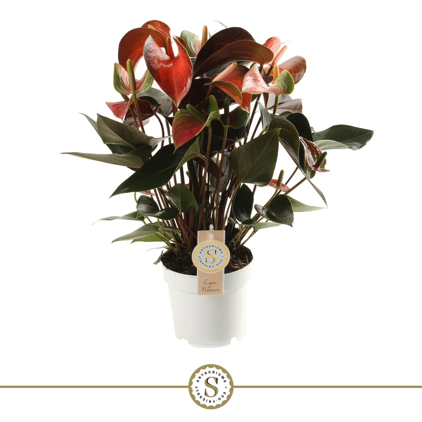 Anthurium St Rainbow Champion
