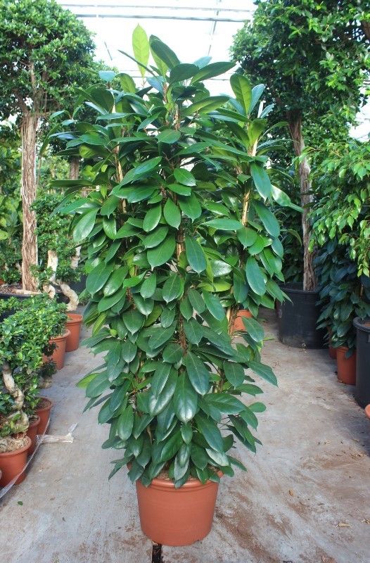 Ficus Cyathistipula 4pp