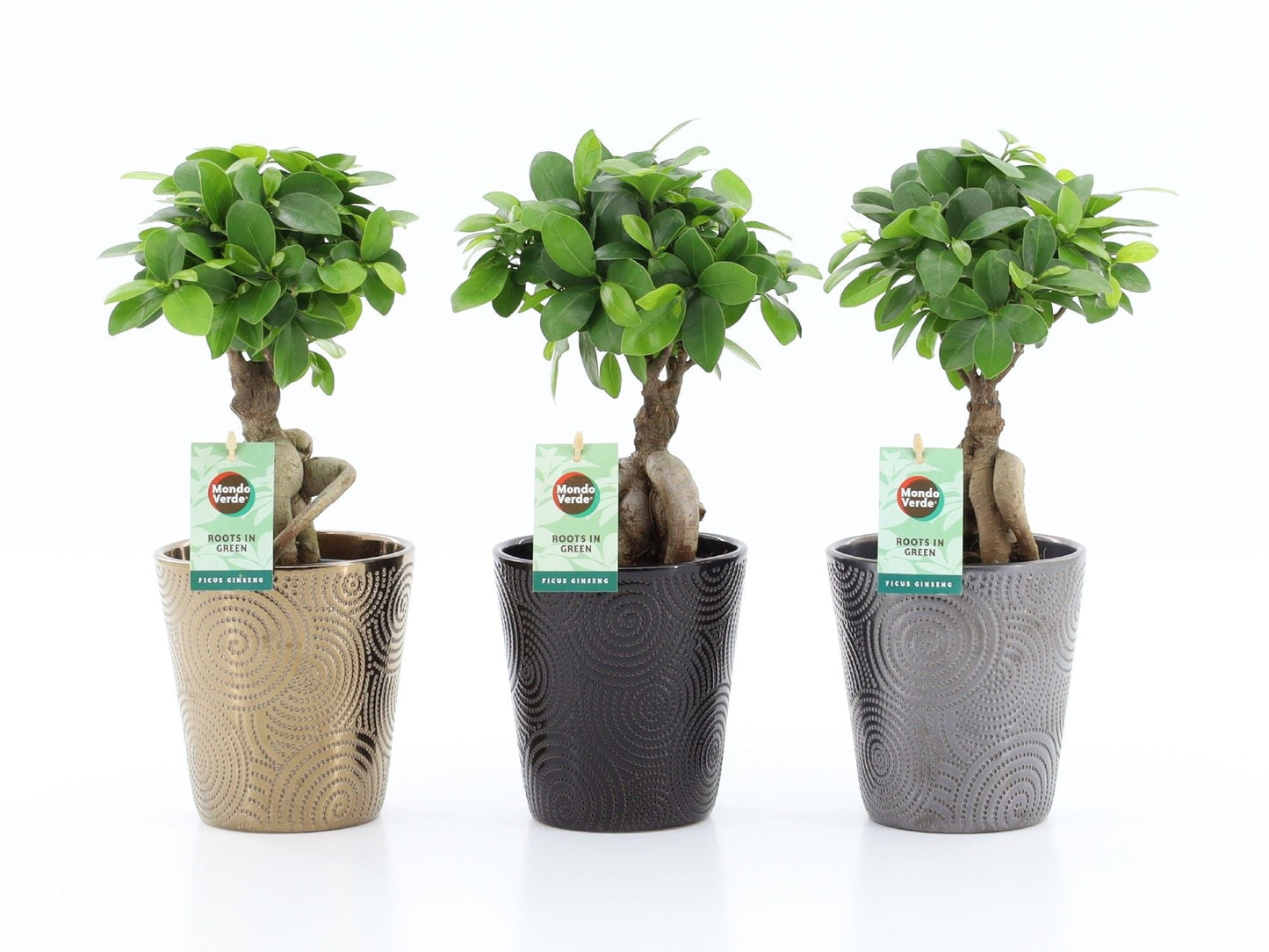 Ficus Mi Ginseng Keramiek Infinity