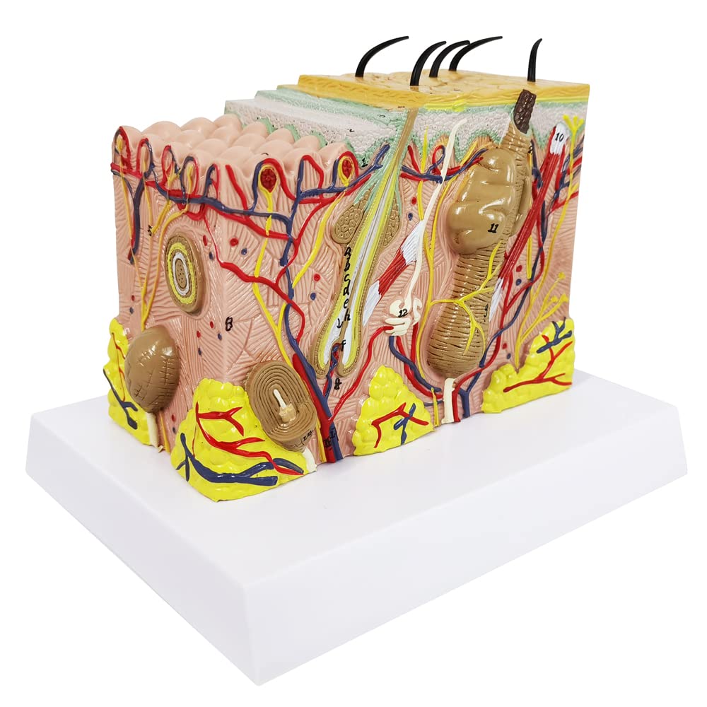 EVOTECH SCIENTIFIC Skin Anatomical Model – 35X Enlarged Skin Layer Structure with Hair