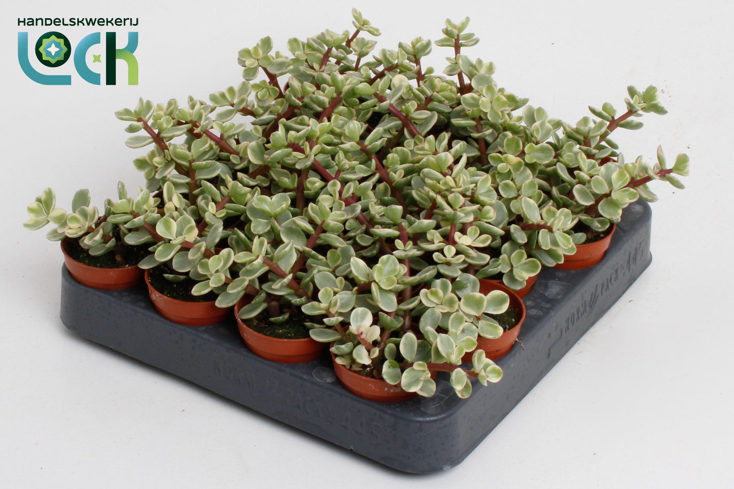 Portulacaria Afra Varigata