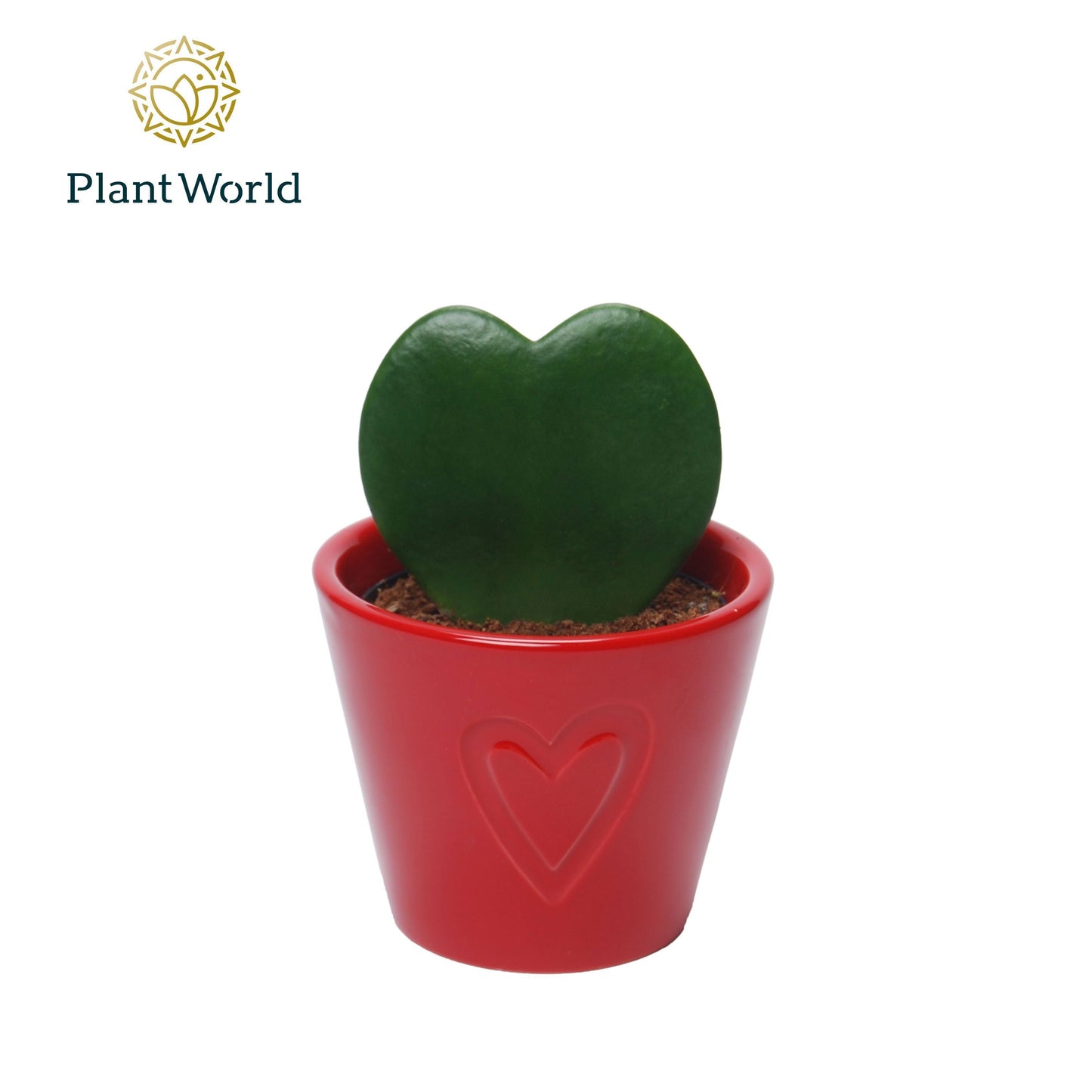Hoya Kerrii Keramiek Boston Rood