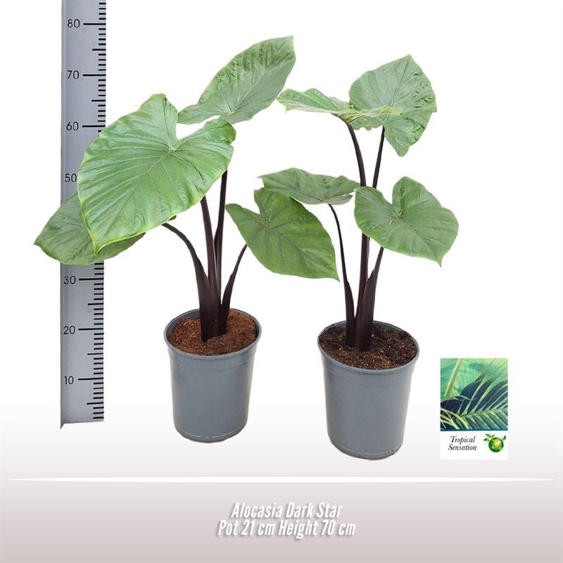Alocasia Dark Star