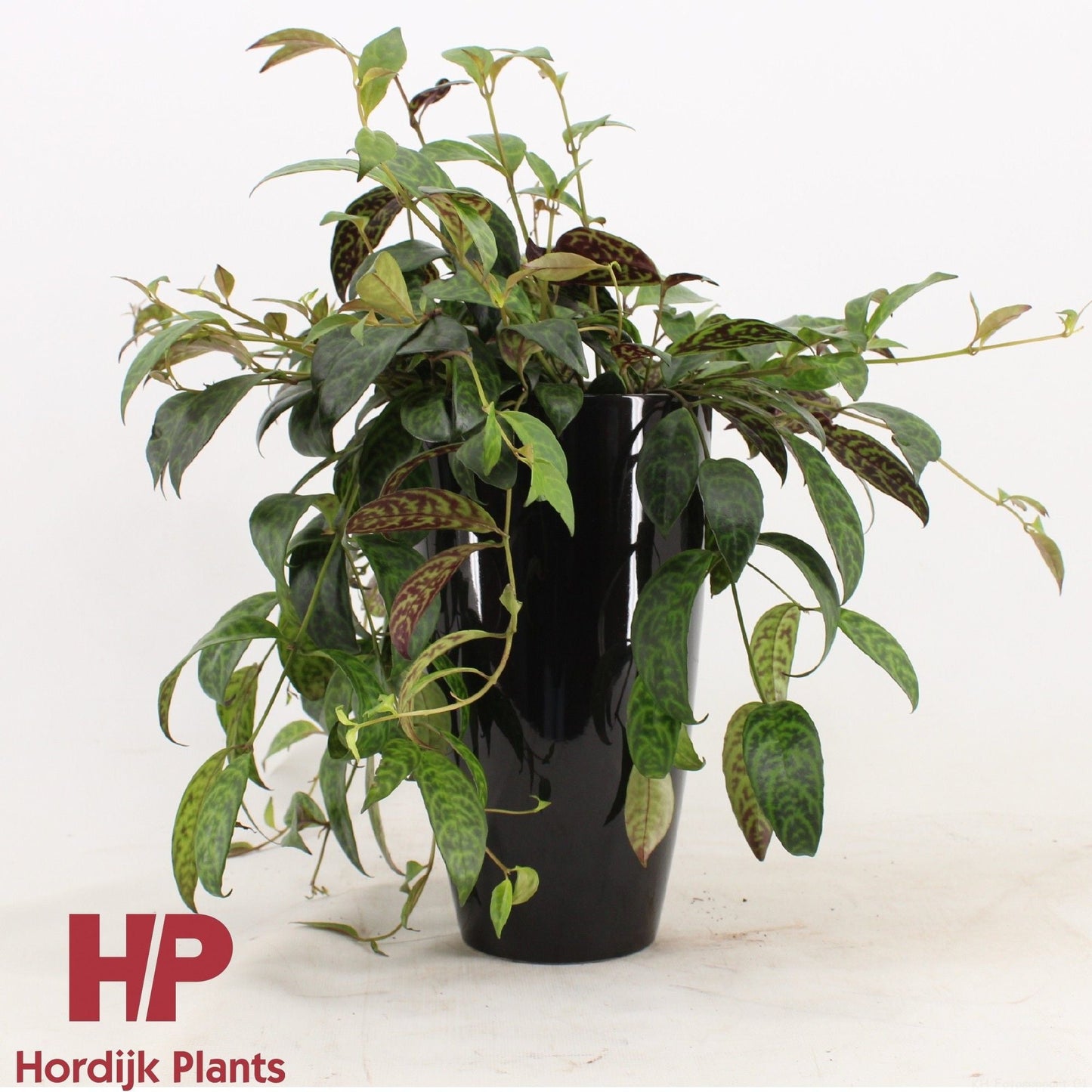 Aeschynanthus Marmoratus Keramiek Zwart