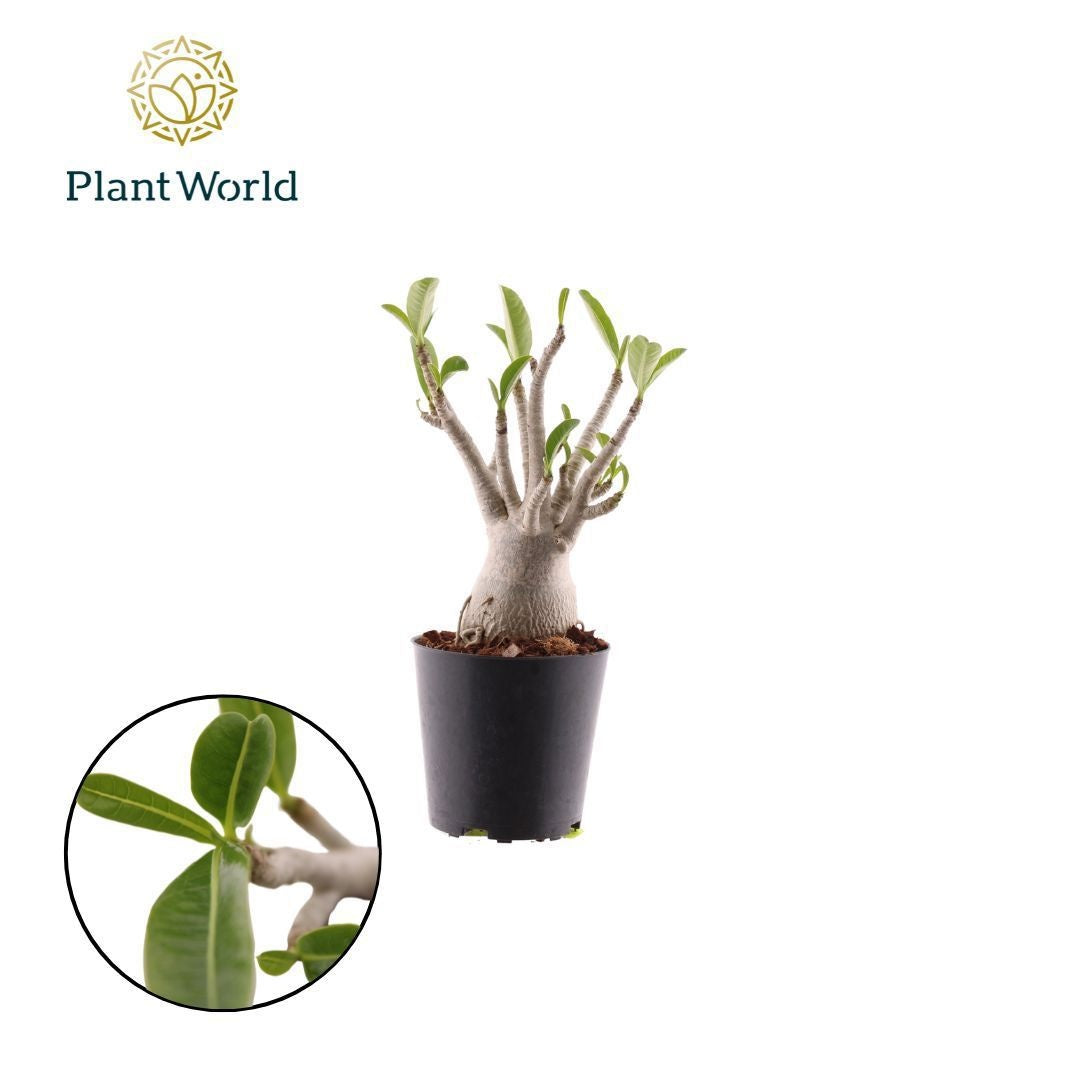 Adenium Obesum