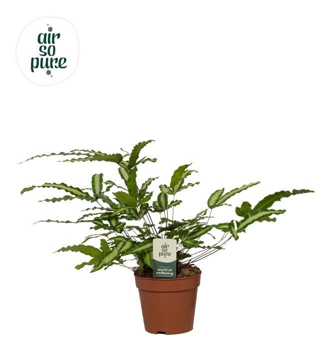 Pteris Albolineata