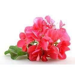 Geranium Essential Oil 10ml– Floral and green with a hint of rose—balancing and harmonizing.