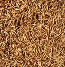 The North East Pet Shop Mealworms 500g