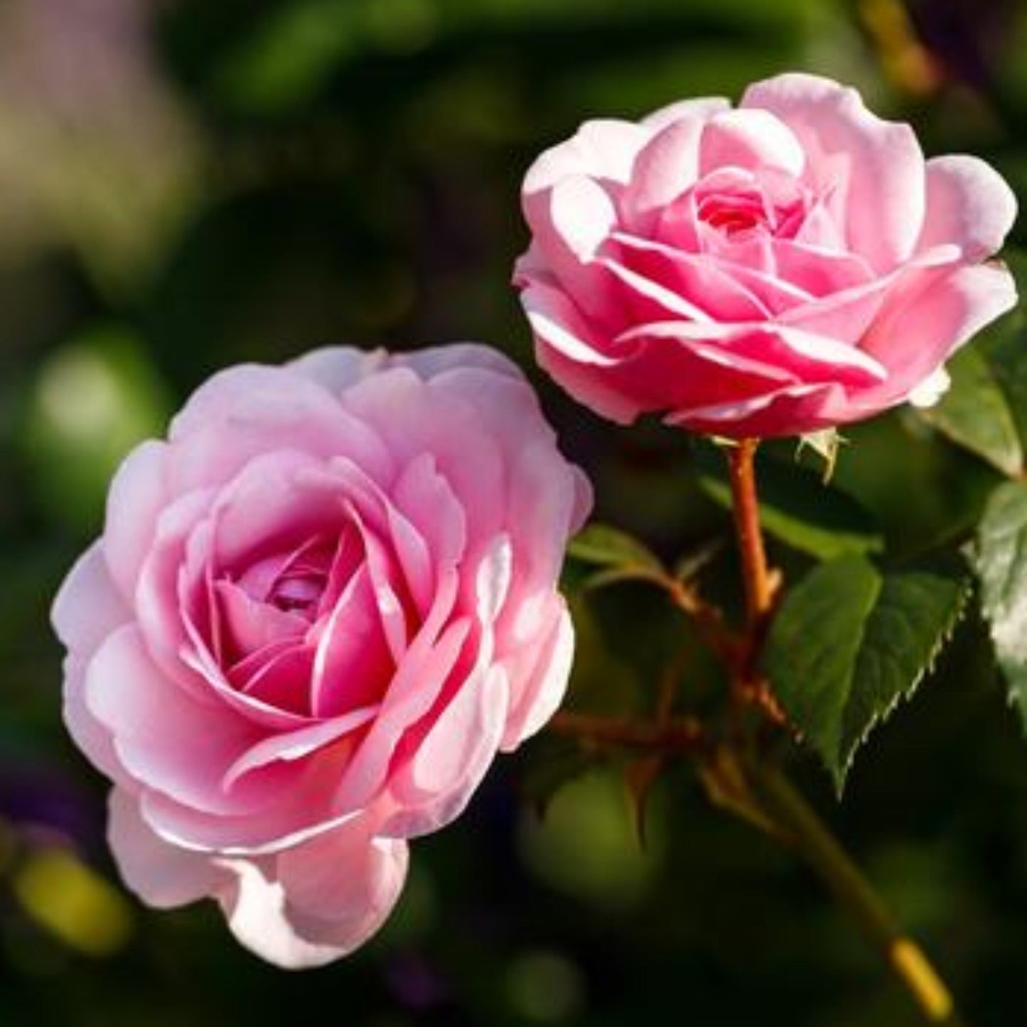 SPECIAL OFFER - Buy 3 Roses and Get 10% OFF