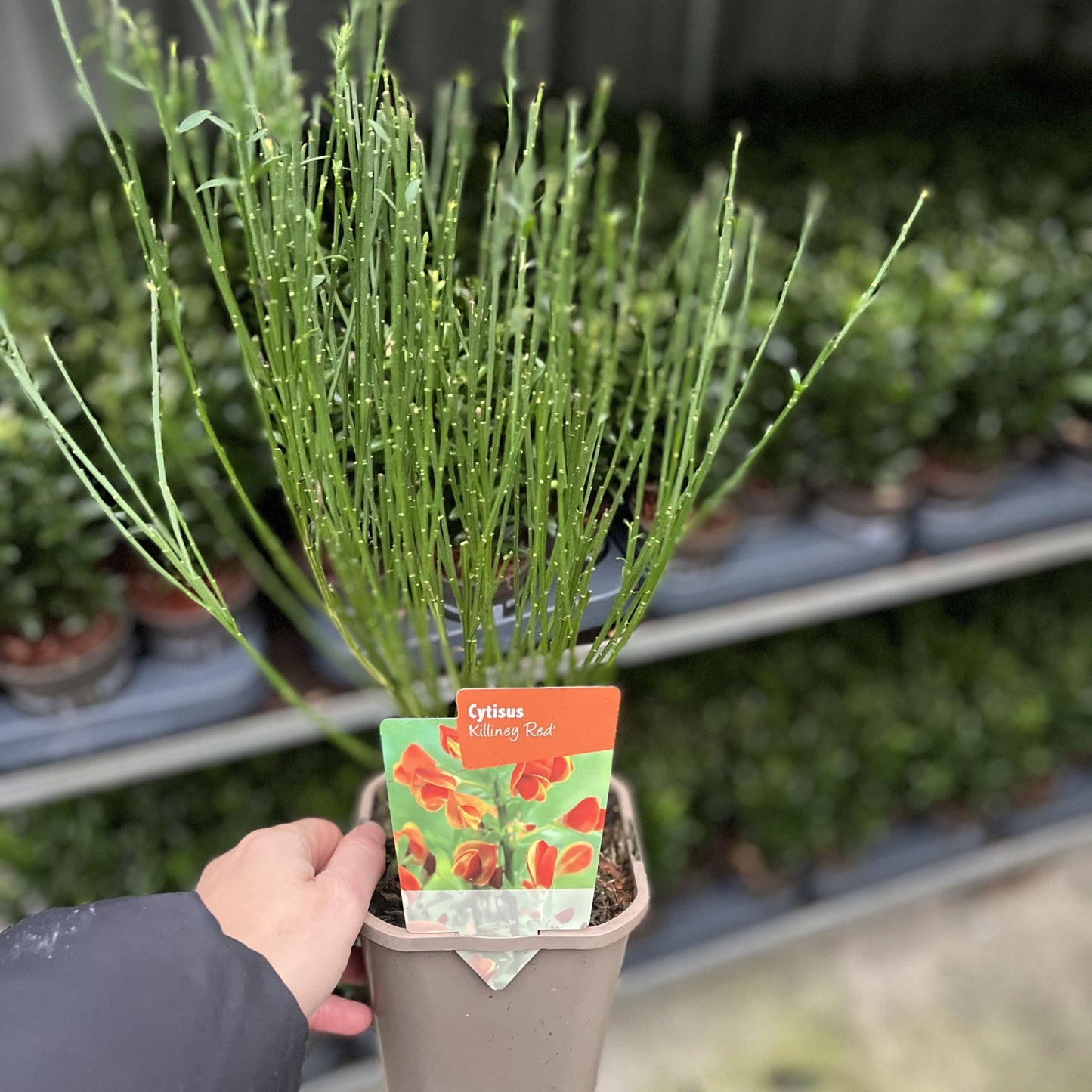 Cytisus €˜Killiney Red€™ 1L