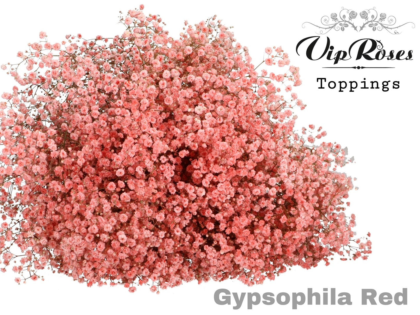 Gypsophila - Gypsophila Other