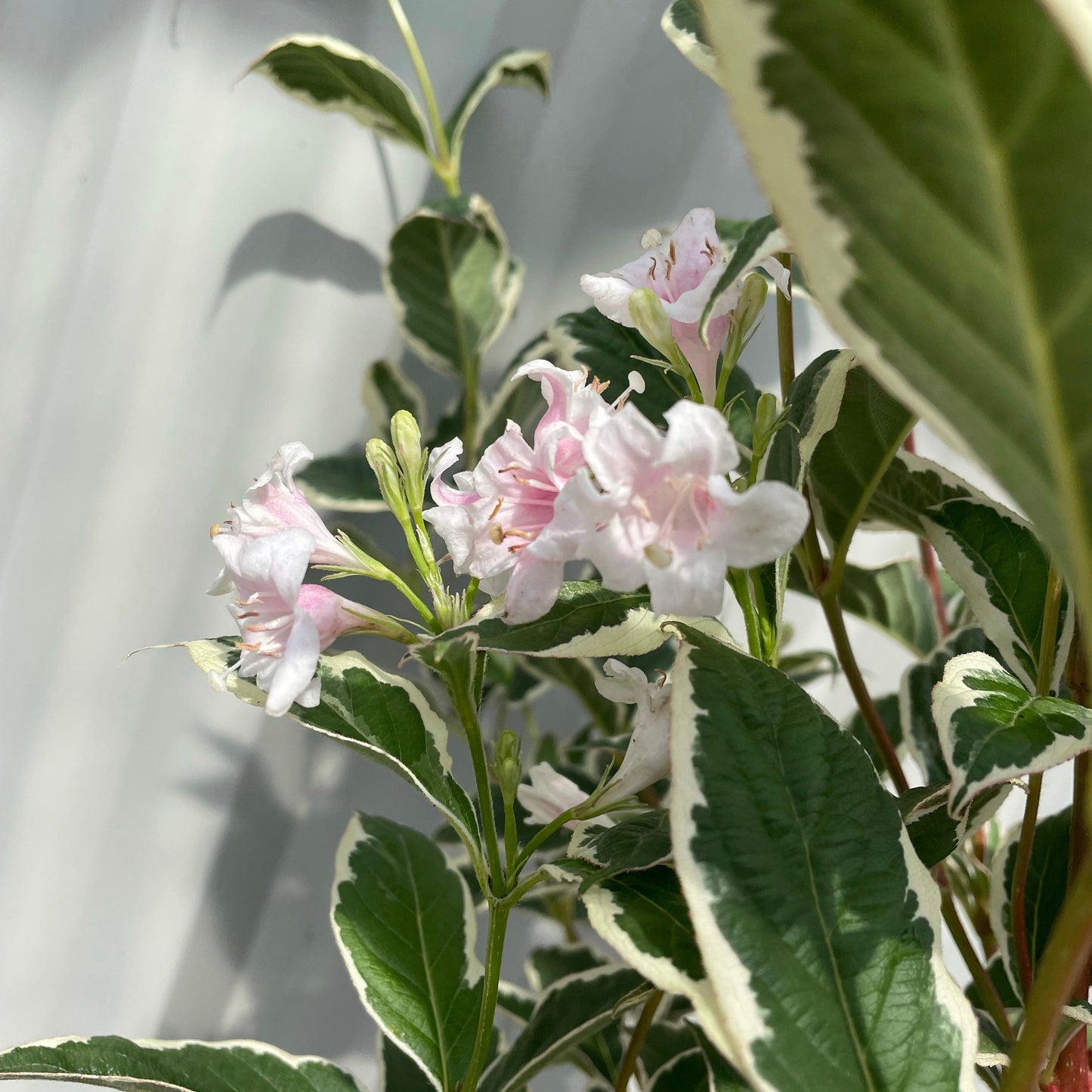 Weigela florida. 'Sunny Fantasy' 3L (80-90cm)