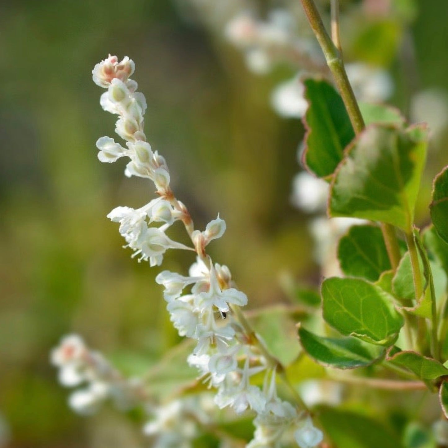 Fallopia baldschuanica - Russian Vine