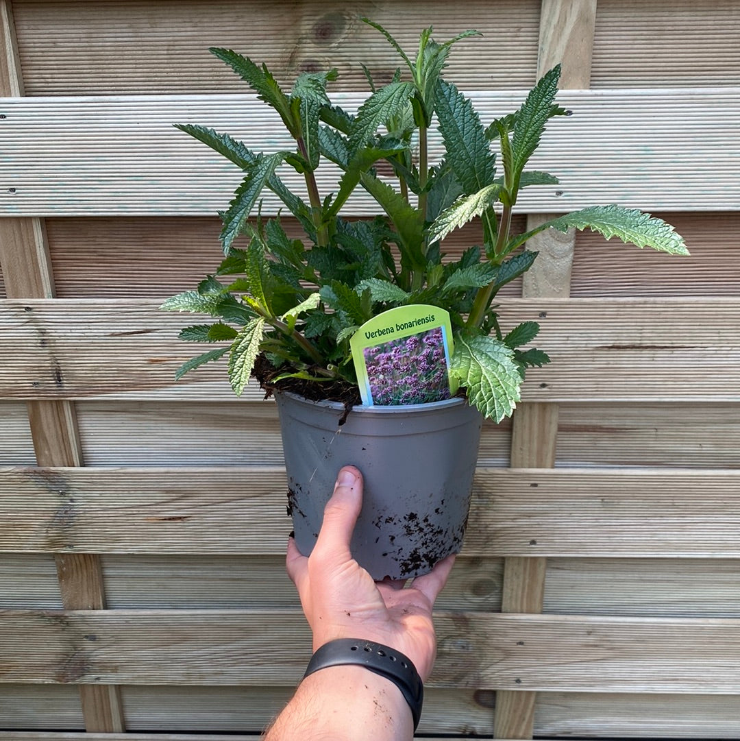 Verbena bonariensis 9-15cm
