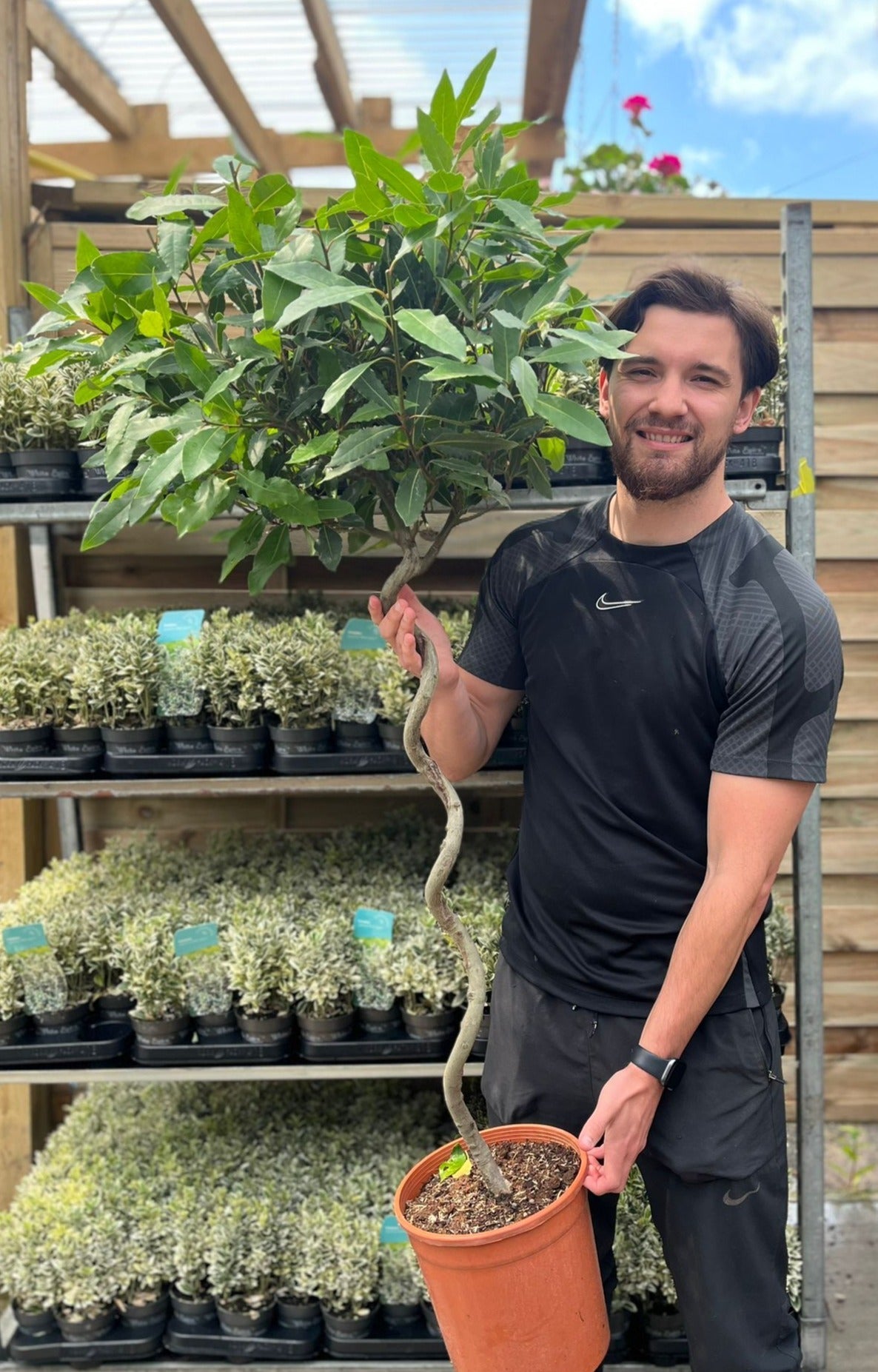 4ft / 5ft Spiral Stem Standard Bay Tree | Laurus nobilis | 110-120cm, 140-150cm.