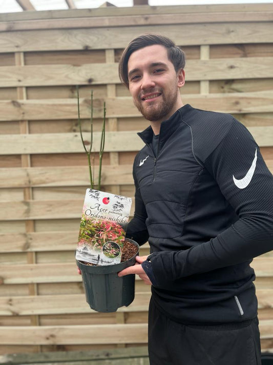 Acer palmatum Oridono-nishiki 3L