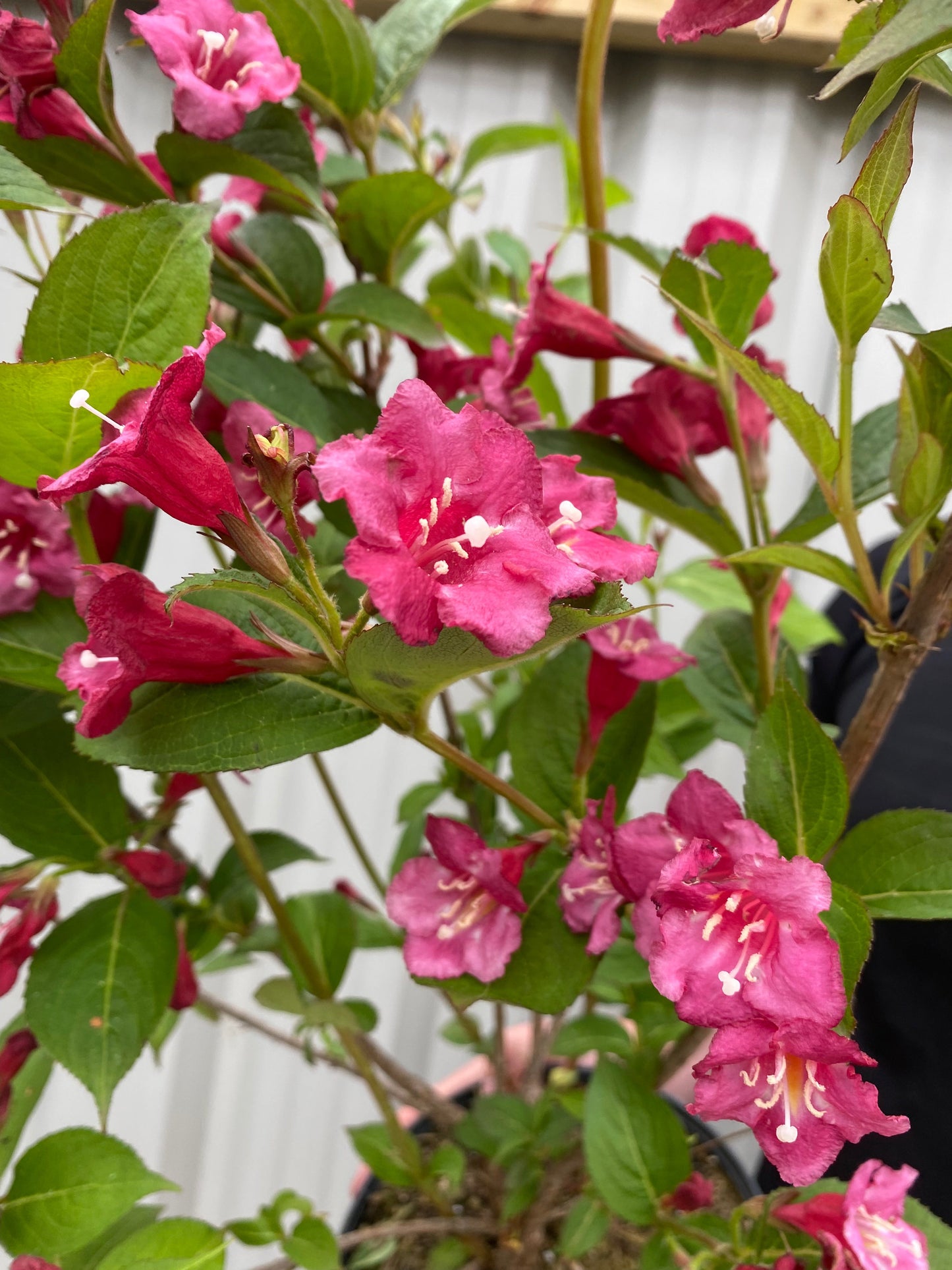 Weigela Florida - Bristol Ruby 3L