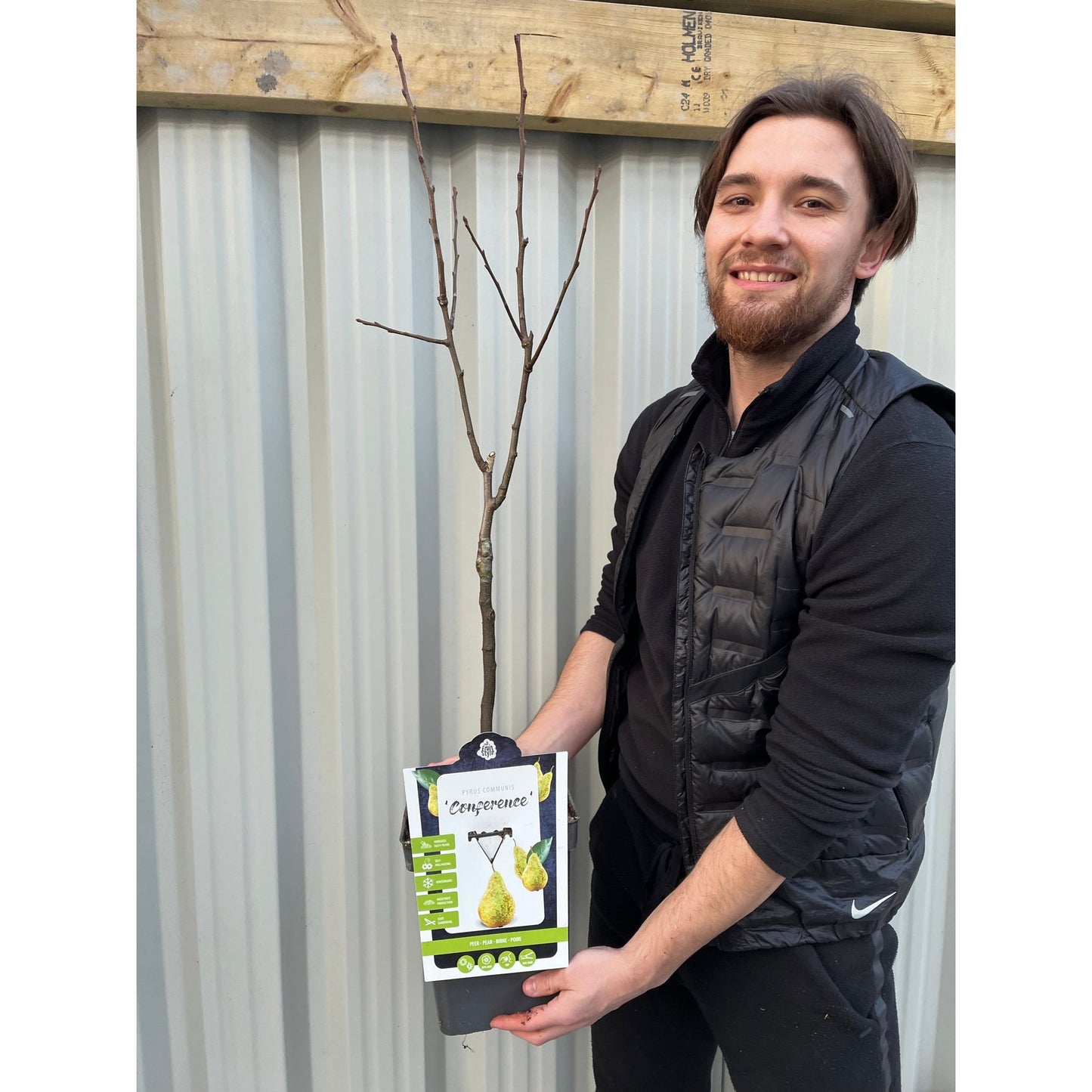 Dwarf Patio Pear Tree 'Conference' (Pyrus communis) 2/4L