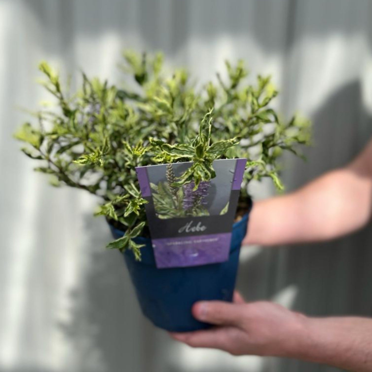 Hebe 'Sparkling Sapphire' 2L