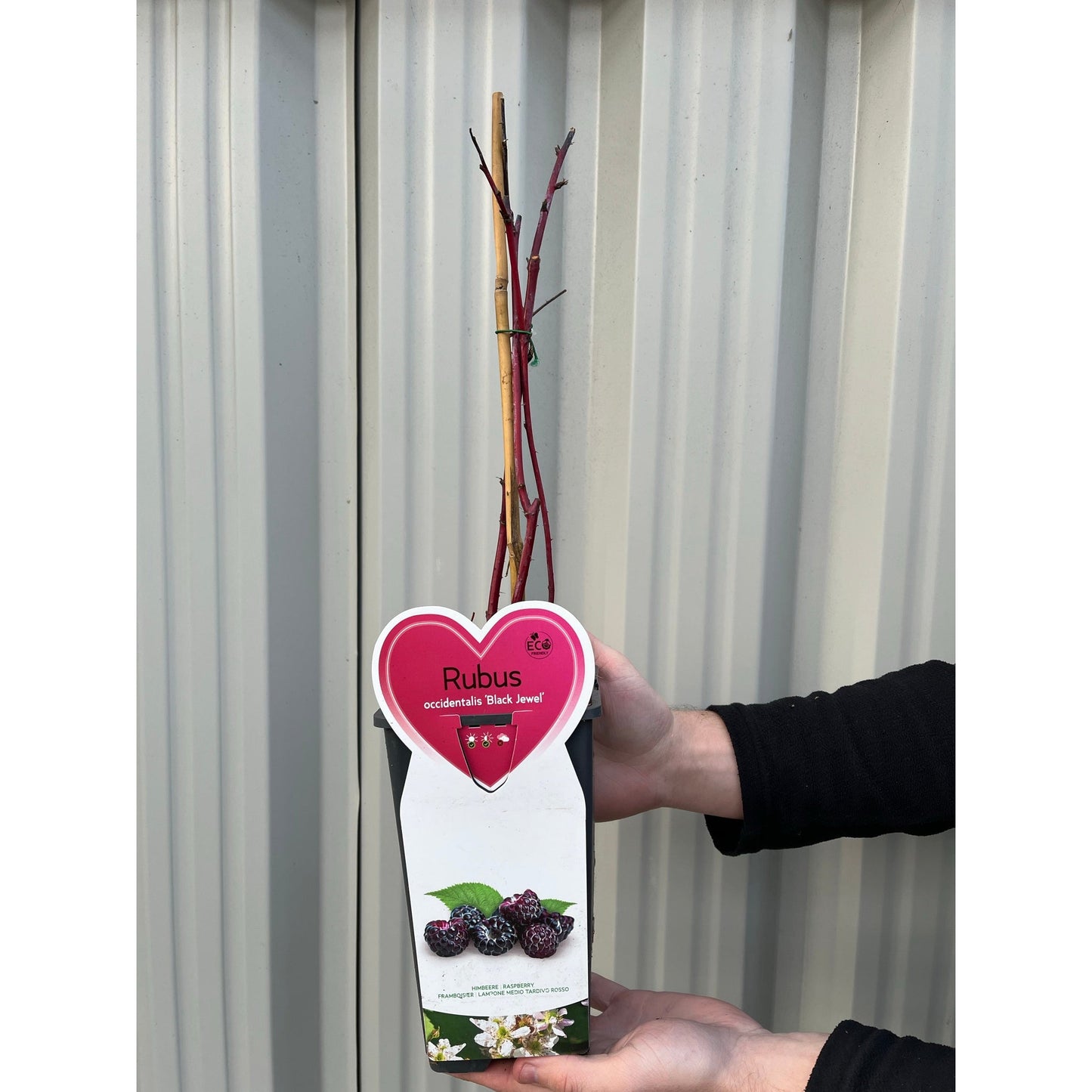 Raspberry 'Black Jewel' 1L